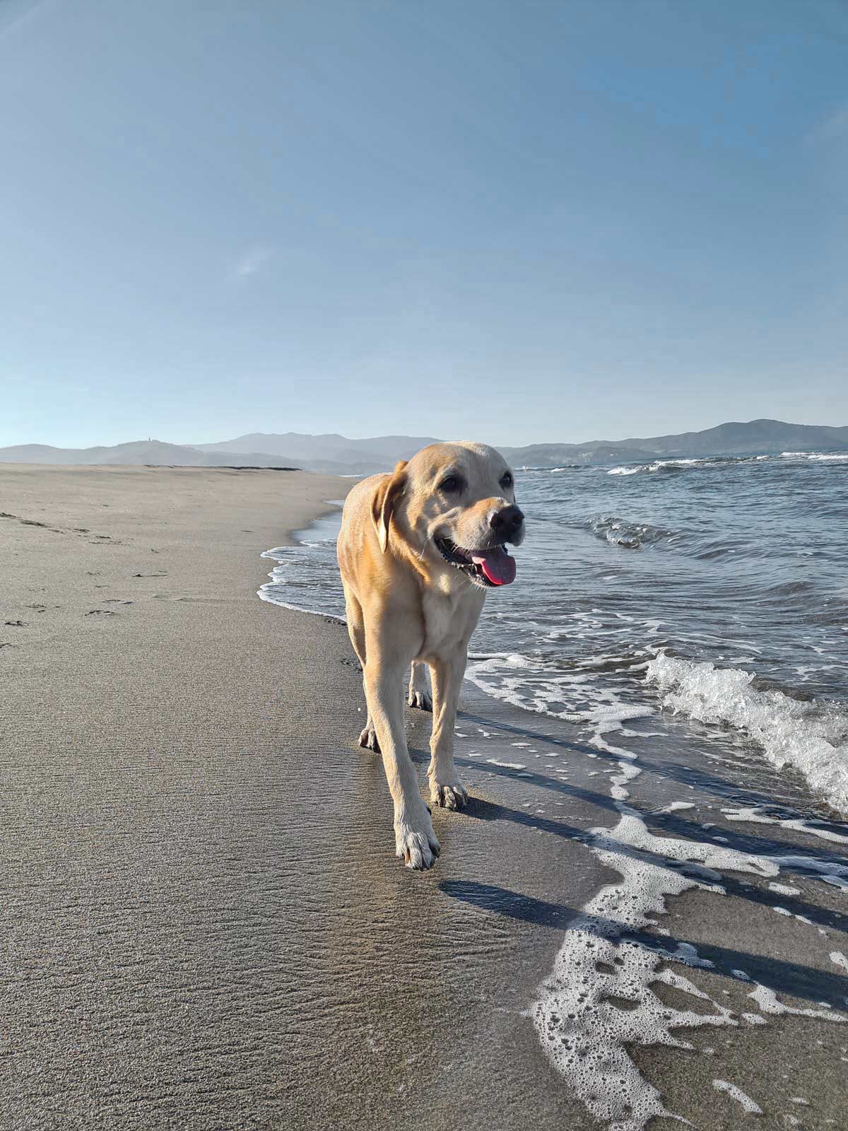 Ein Hund geht am Strand entlang